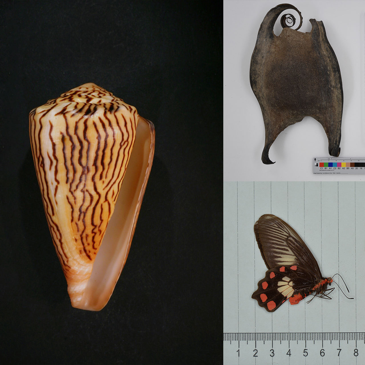 Naturalis AI images recognition of collection items