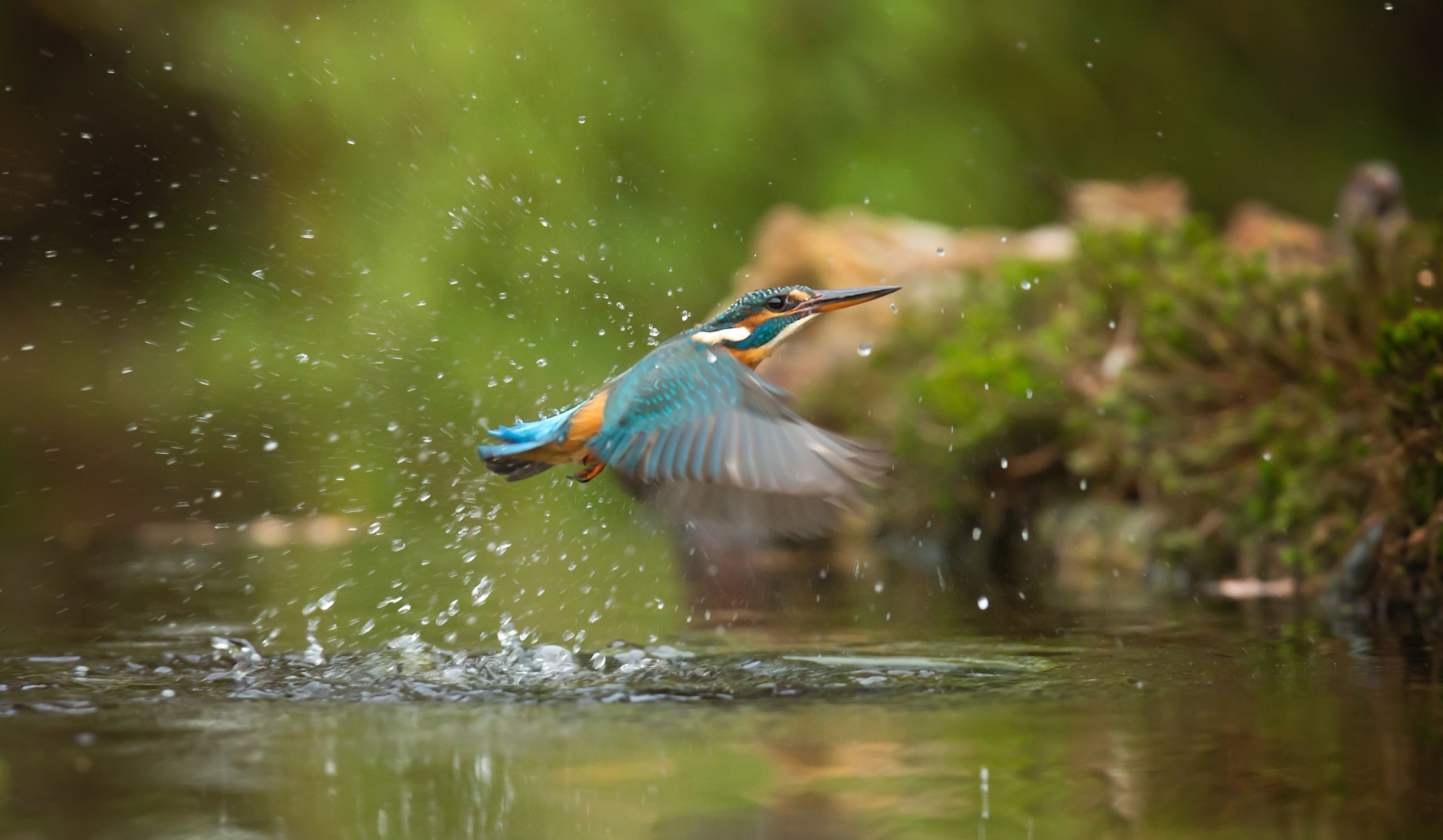 Kingfisher AI identification using image recognition